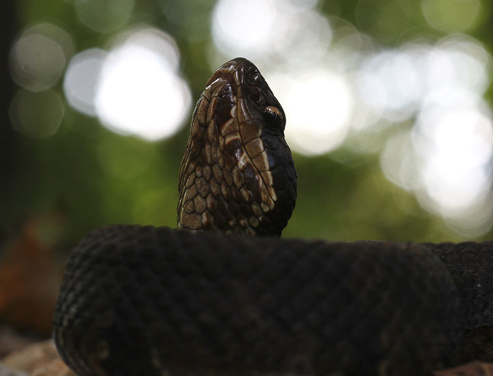 Western Cottonmouth